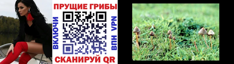 KRAKEN как зайти  Ермолино  Галлюциногенные грибы прущие грибы 